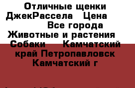 Отличные щенки ДжекРассела › Цена ­ 50 000 - Все города Животные и растения » Собаки   . Камчатский край,Петропавловск-Камчатский г.